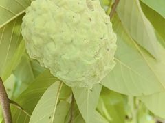-云溪植物园
