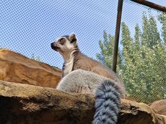 -北京野生动物园