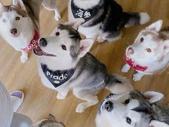 -Husky Go! 哈士奇体验馆·宠物咖啡厅狗咖