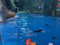 -帝企鹅自助餐厅•儿童岛•真企鹅(长隆企鹅酒店)