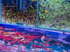 -青石桥花鸟鱼虫市场(叠翠城店)