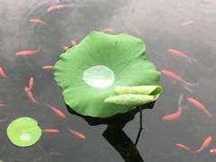 -东山雕花楼