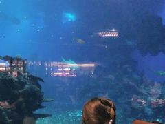 -海棠湾洲际-涛·海底餐厅·美人鱼·自助餐·海底隧道