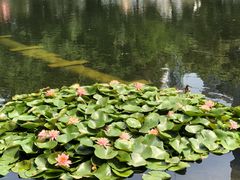 -荔枝公园(福田区)