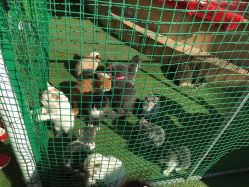 -萌宠亲子动物乐园(槐房万达店)