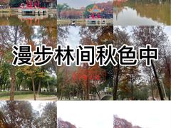 -金砂公园