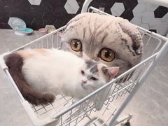 -猫爷宠物生活馆·撸猫馆