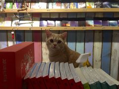 -小时光咖啡馆(开森度假森林店)
