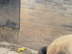 -都江堰中华大熊猫苑
