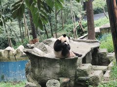 -中国大熊猫保护研究中心雅安碧峰峡基地