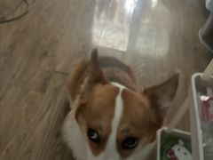 -心仪动物医院·牙专科·肿瘤·心脏科(西客站院)