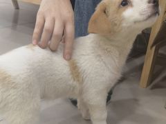 -佳雯宠物医院·皮肤科·内外科(春晓路分院)