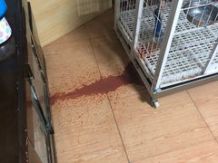 -爱侣宠医·鹦鹉专科·小型哺乳类·异宠专科(灵石路店)