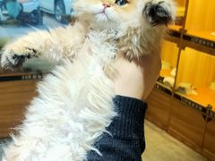 -欣宠猫屋·矮脚拿破仑·蓝金金渐层