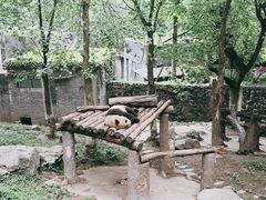 -都江堰中华大熊猫苑