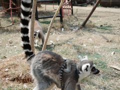 -灵玲国际马戏城