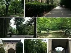 -武汉大学-樱园