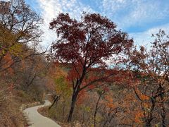 -北京西山国家森林公园