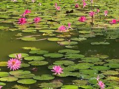 -东莞植物园