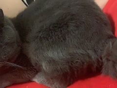 -宠福鑫康馨动物医院·骨科·眼科