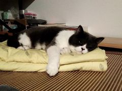 -乐派堂宠物医院·猫友好· 心脏科(东街店)