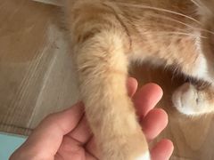 -MOYOYO猫咪咖啡店