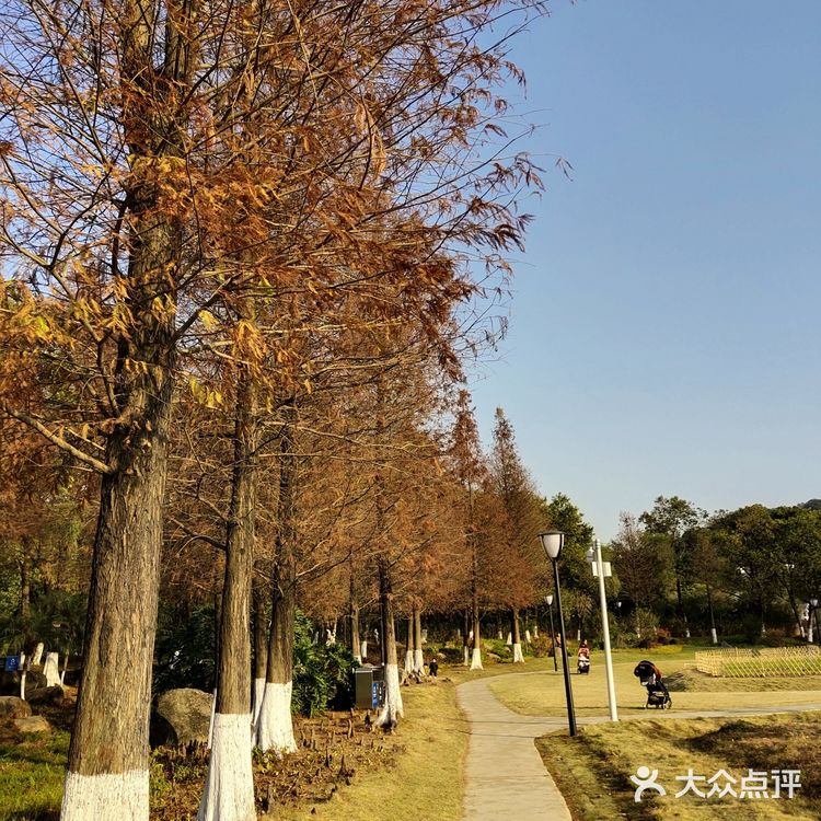 梅花和红杉，二者可得兼也！逛一个地方，赏两种风光