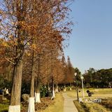 梅花和红杉,二者可得兼也!逛一个地方,赏两种风光