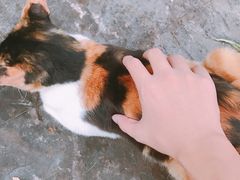 -泰州凤城河风景区-泰山公园