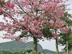 -白石龙音乐公园