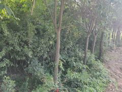 -汉长安城未央宫国家考古遗址公园