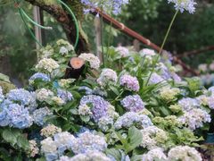 -上海滨江森林公园