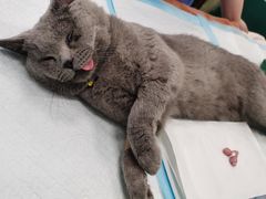 -艾吉宠物医院·疑难杂症转诊中心·猫友好(碧江路院)
