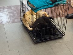 -联合动物医院(光谷诊疗中心)