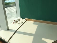 -飞行喵MR PILOT|猫舍·猫咖(静安大融城店)