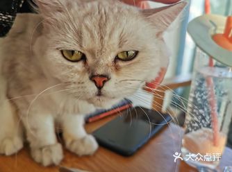 我和外面的猫真的是逢场作戏