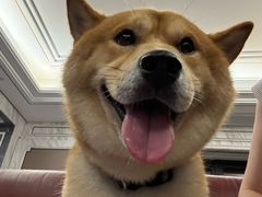 -唐小姐の猫狗洗护·购宠旗舰店(周浦万达店)