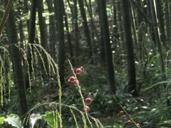 -缙云山景区