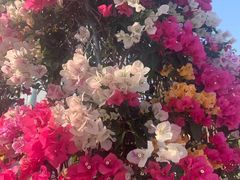 -莲花山公园