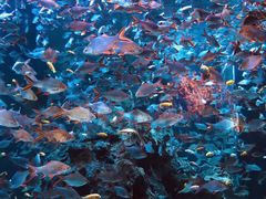 -成都浩海立方海洋公园