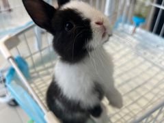 -怪兽屋·羊驼·猫咖·狗咖(俊华广场店)