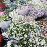 鲜花世界女孩的世界