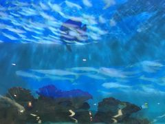 -瑞德姆美人鱼海底演艺主题餐厅(亚龙湾店)