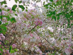 -深圳国际园林花卉博览园