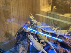 -酷以爬仙阁实体爬宠店·守宫·蜥蜴·专业繁育