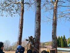 -大连森林动物园