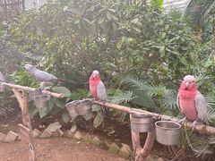 -南宫五洲植物乐园