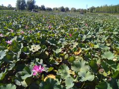 -羊亭河湿地公园