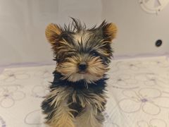 -翊宠yipet猫狗购宠庄园犬舍•猫舍