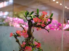 -双季花艺园艺市场(浦东店)